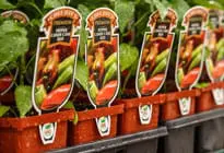 Plants with branded tags.