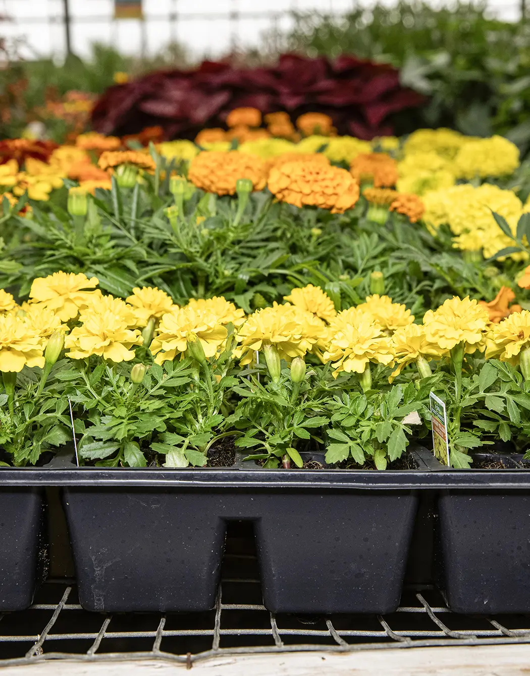 Fats and inserts filled with marigold starts in a greenhouse.