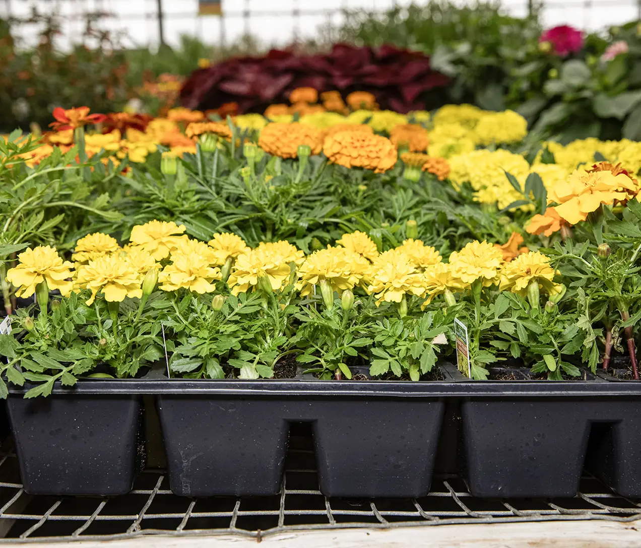 Marigolds in East Jordan Plastics flats.