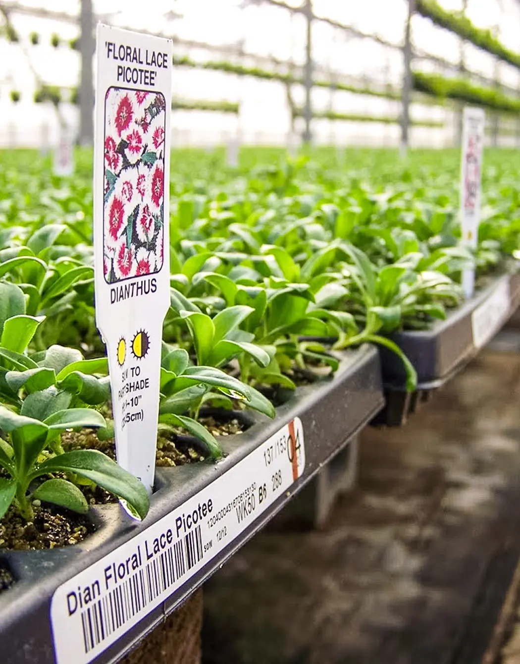 Plant cuttings in a plug propagation tray.