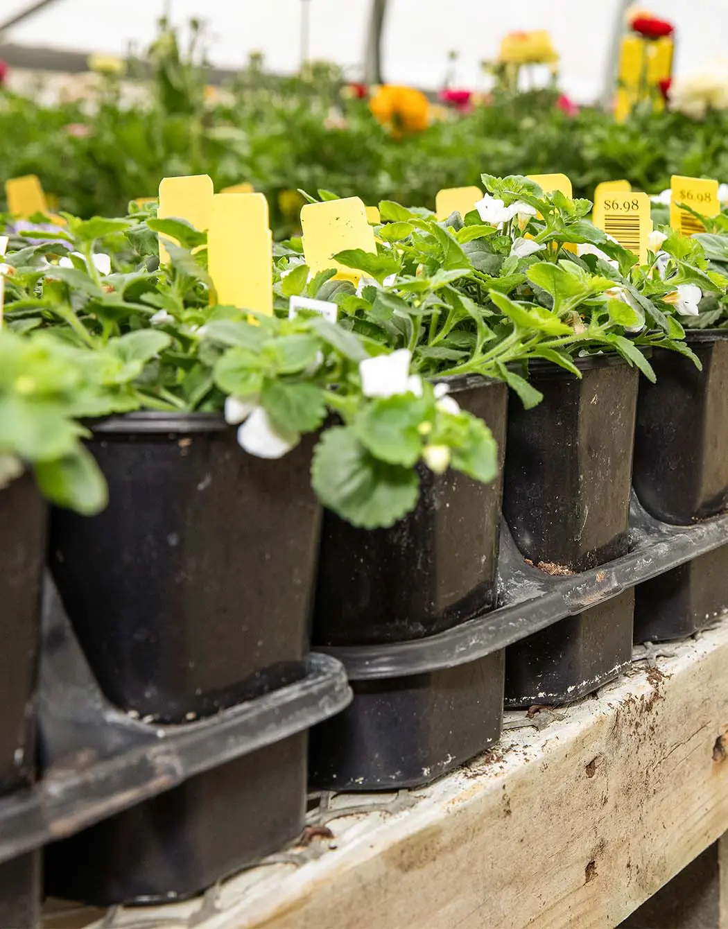 Shuttle plant tray with strawberries in a garden center.