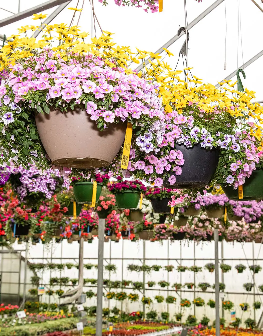 Plastic hanging baskets overflowing with flowers.
