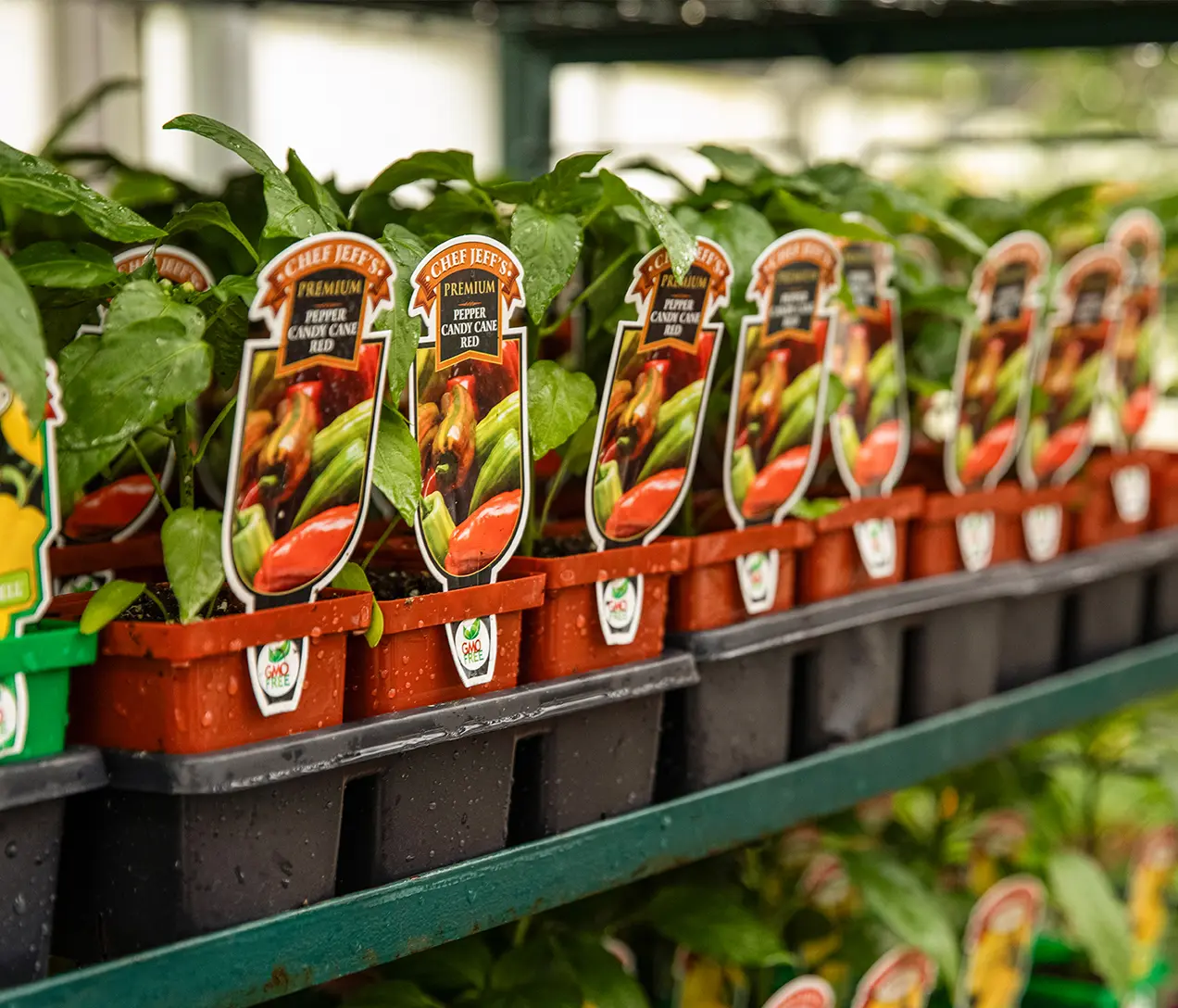 Garden center flat with custom color and personalized, branded tag.