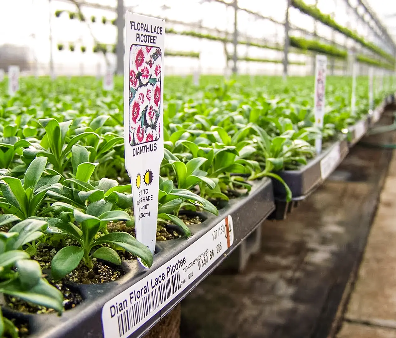 Plant cuttings in a plug propagation tray.