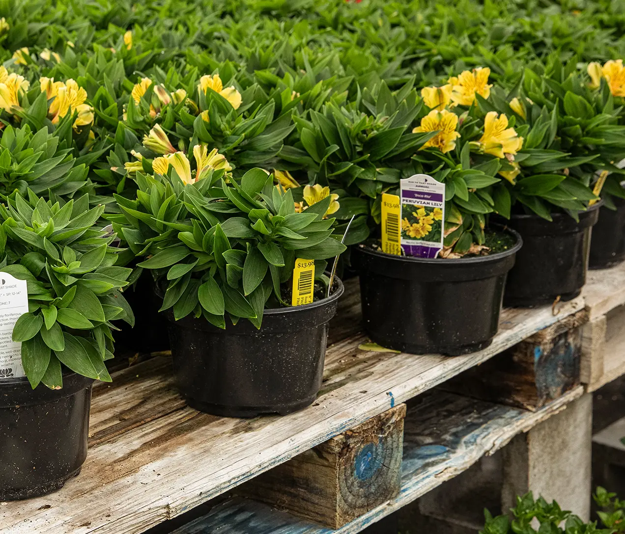 Shuttle pots with flowers in a greenhouse.