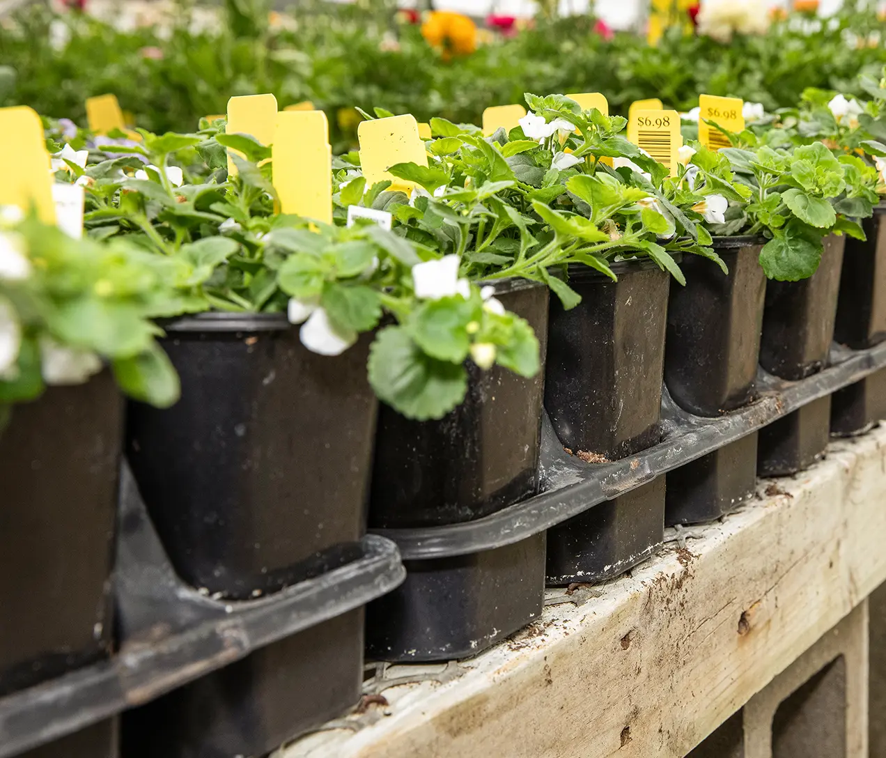 Grower pots with strawberry starts nestled in a shuttle tray.