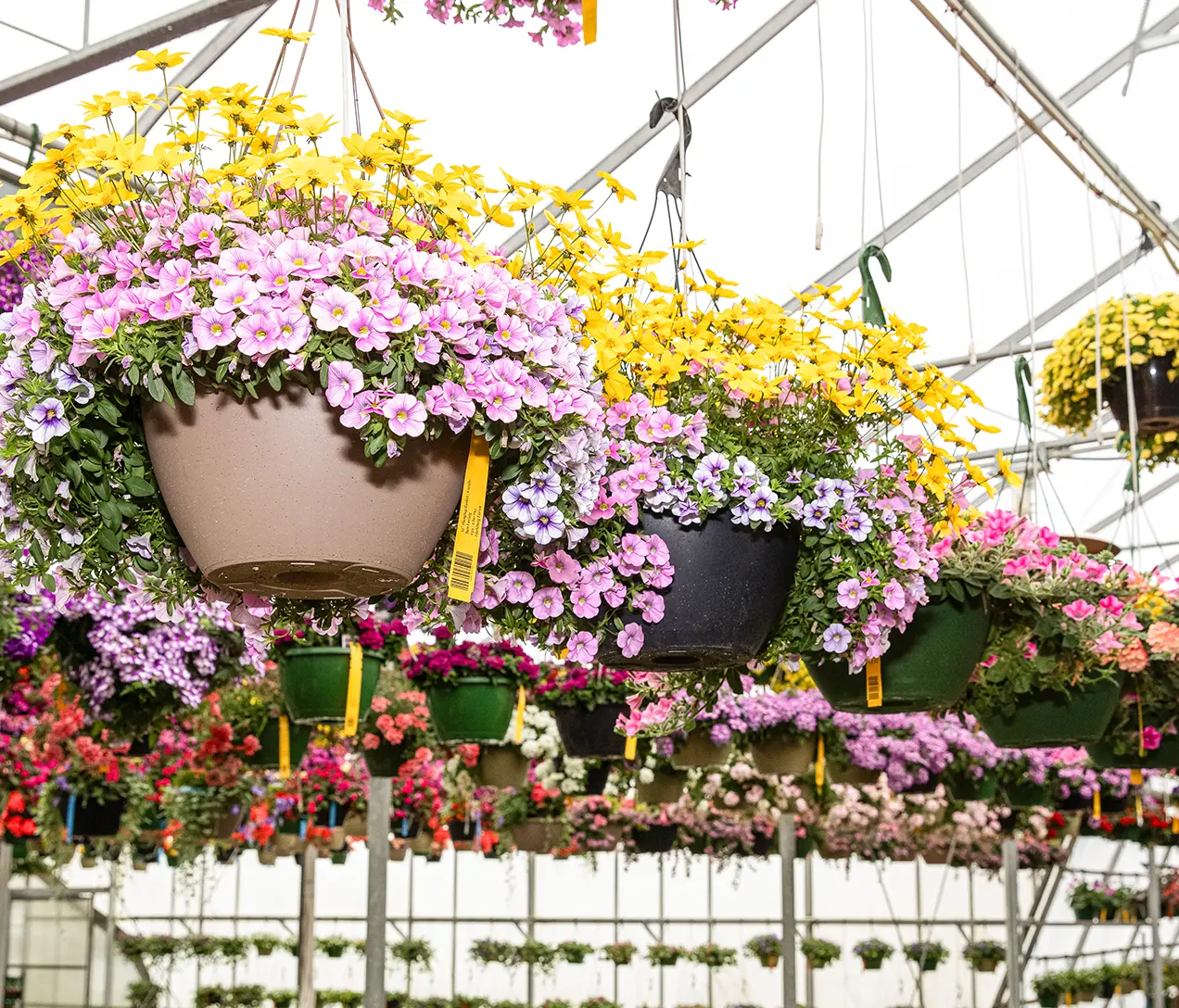 Greenhouse flower hanging baskets.