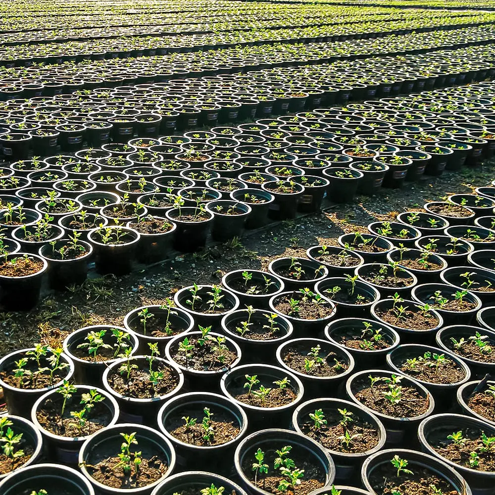 A greenhouse with multiple rows of East Jordon Plastic's growing pots being used.