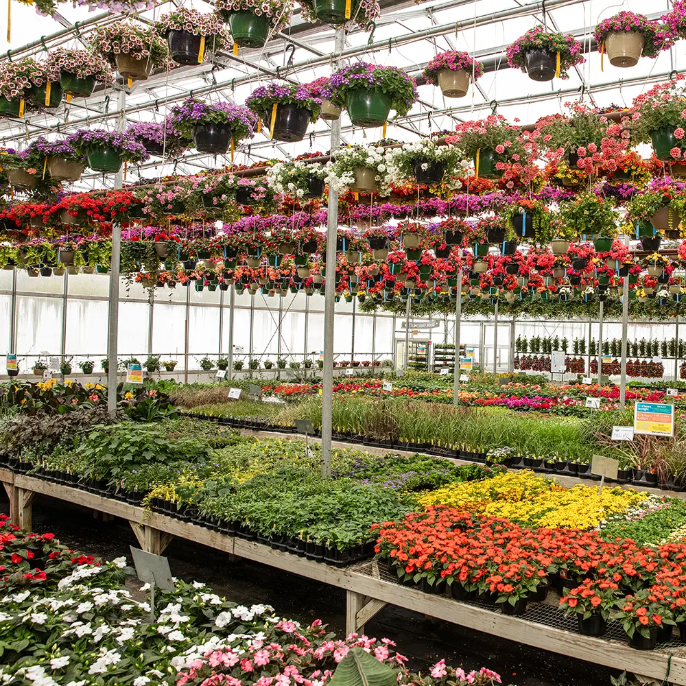 A greenhouse with growing flats and hanging baskets filled with flowers.