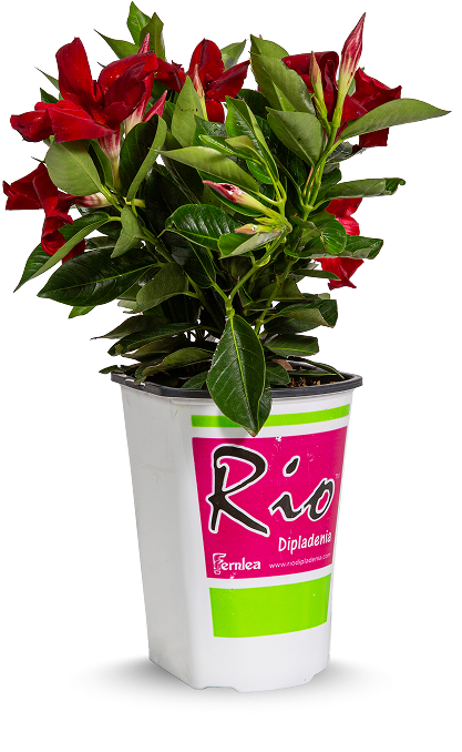 Red flowering Dipladenia plant with glossy green leaves in a white nursery pot labeled “Rio Dipladenia” with a pink and green logo.