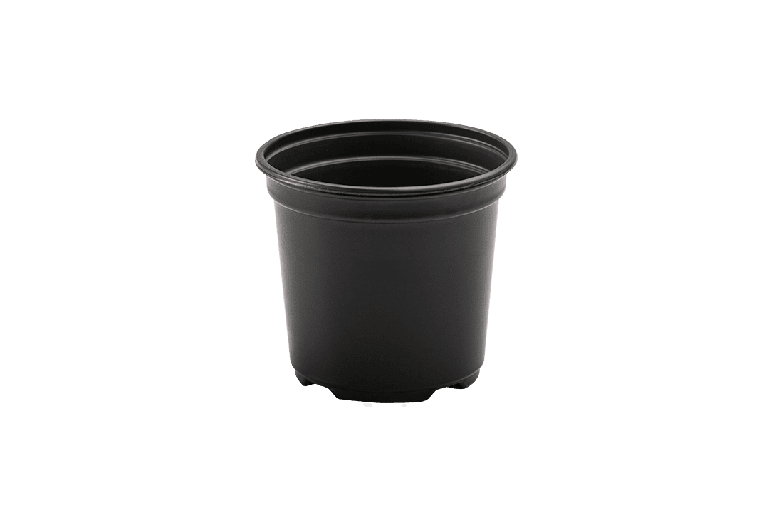 5 inch nursery pot.
