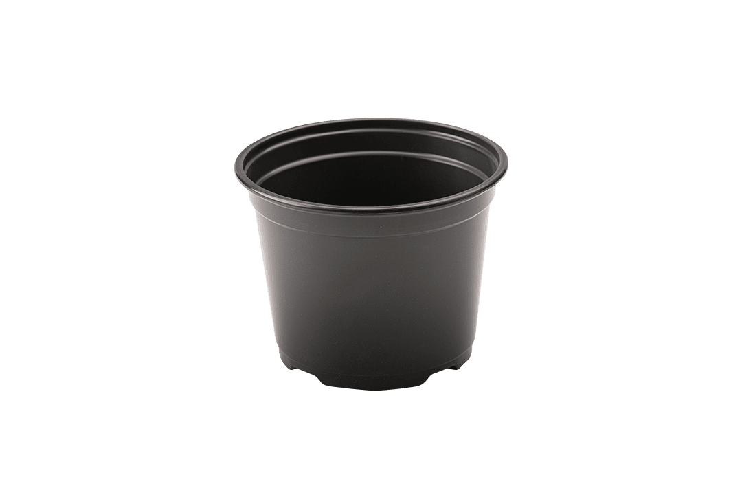 6 inch nursery pot.