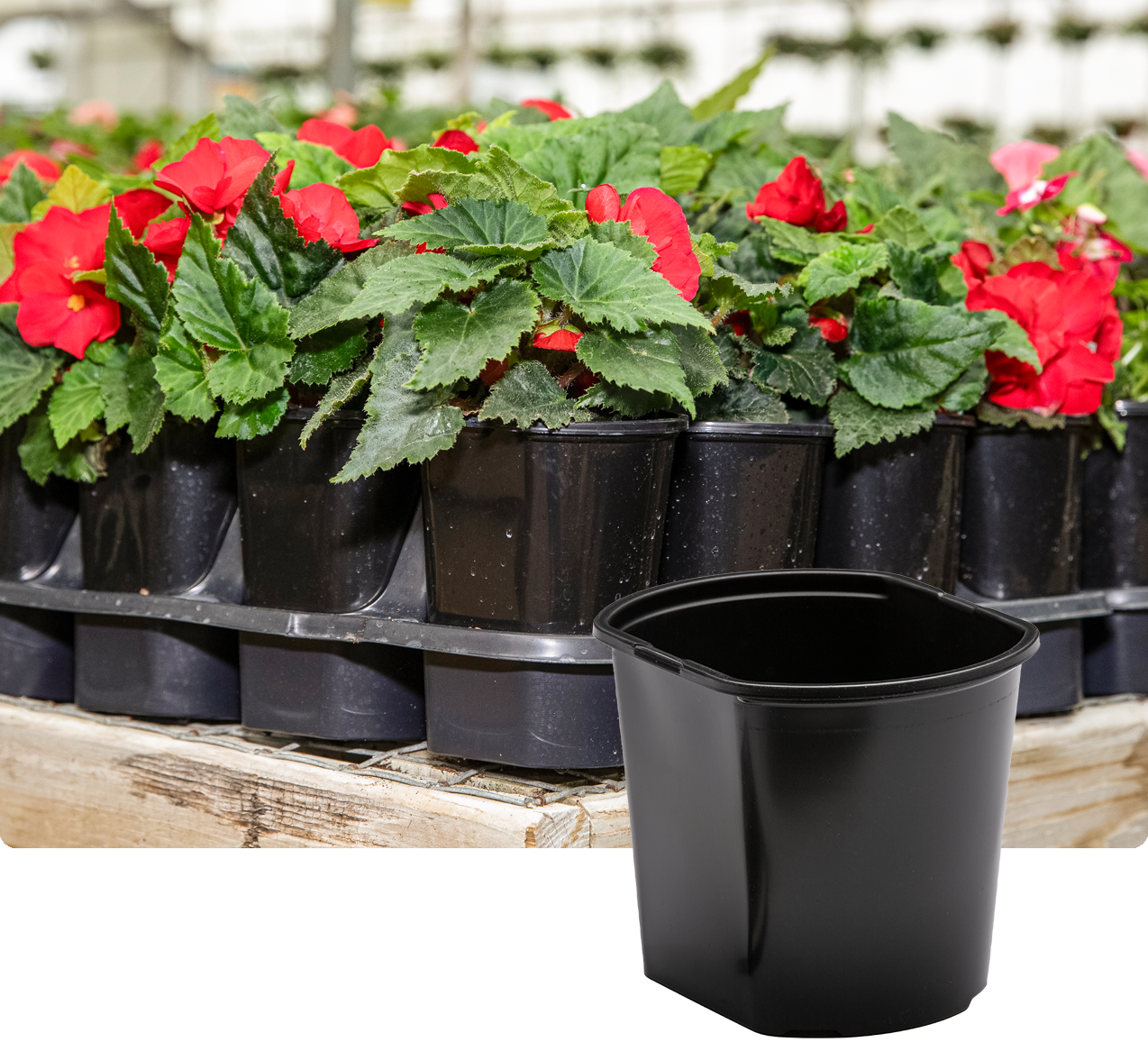 Flowers in shuttle pot and tray.