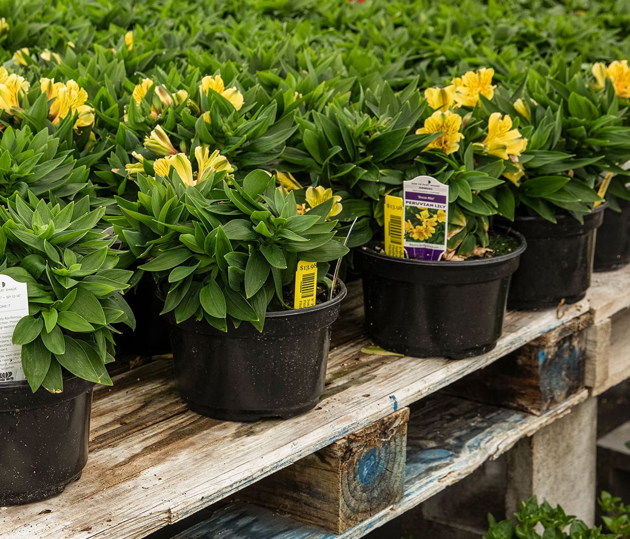 Revolutionizing Plant Pots | SHUTTLE POT® & SHUTTLE TRAY® Line