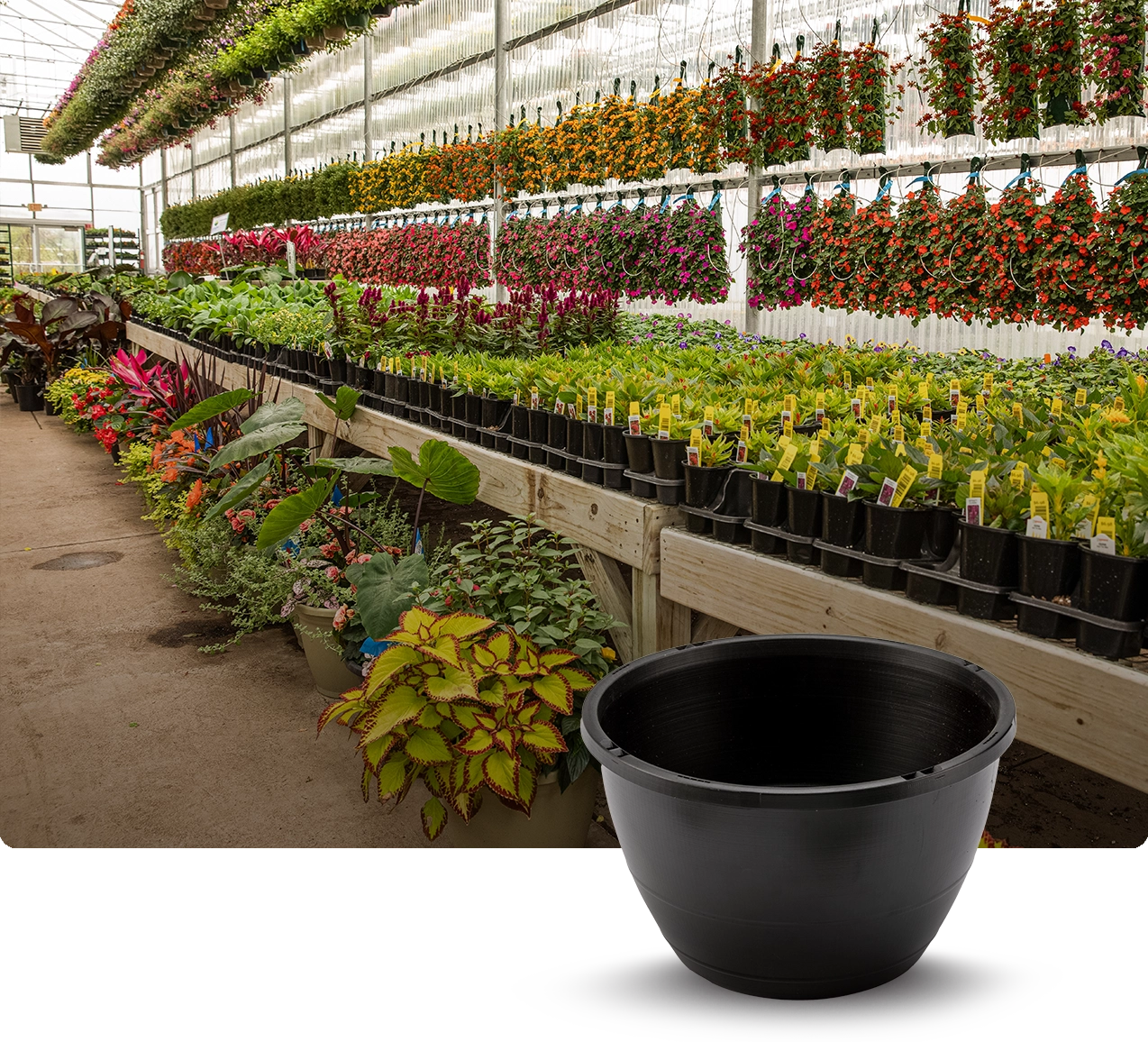 Greenhouse interior with rows of potted plants and colorful hanging flower baskets arranged on shelves; a large black plastic planter pot is shown prominently in the foreground.
