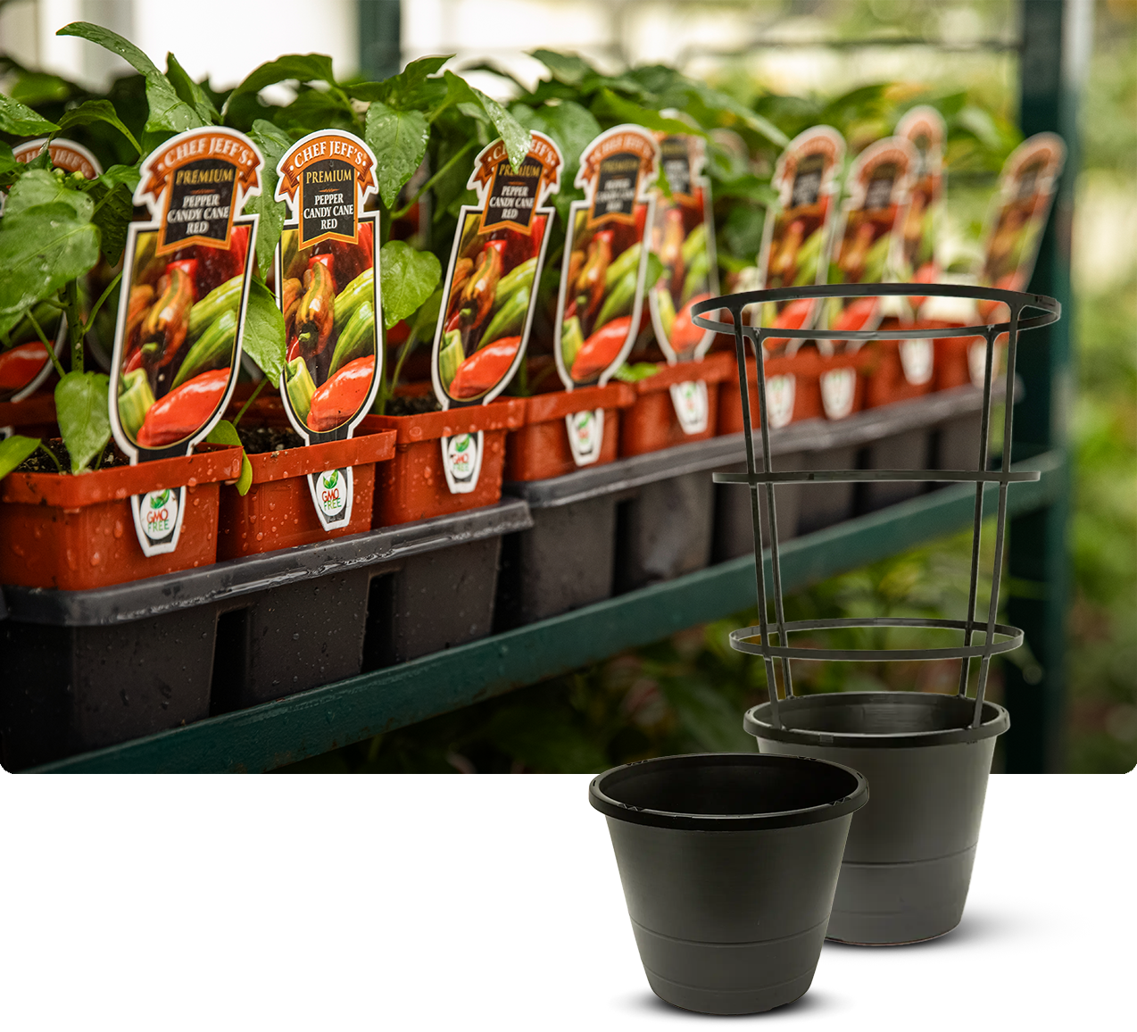 Row of young pepper plants in nursery trays labeled “Chef Jeff’s Premium Pepper Candy Cane Red” on a greenhouse shelf, with a black plastic planter and metal plant support in the foreground.